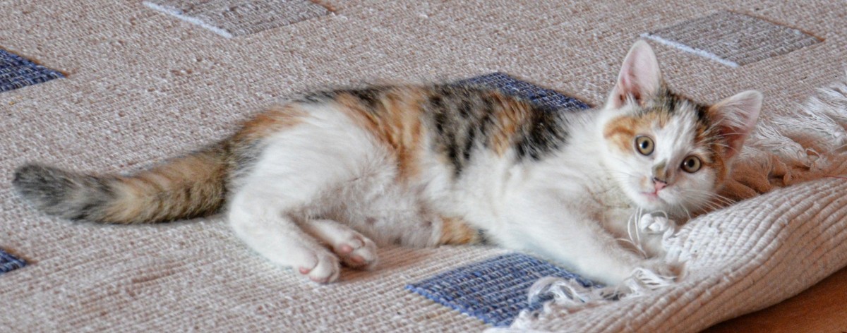 Carpet Cat Scratching