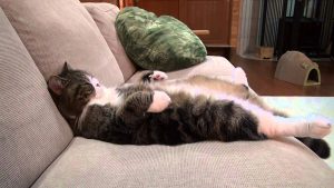 What Upholstery Fabric Is Best For Cats