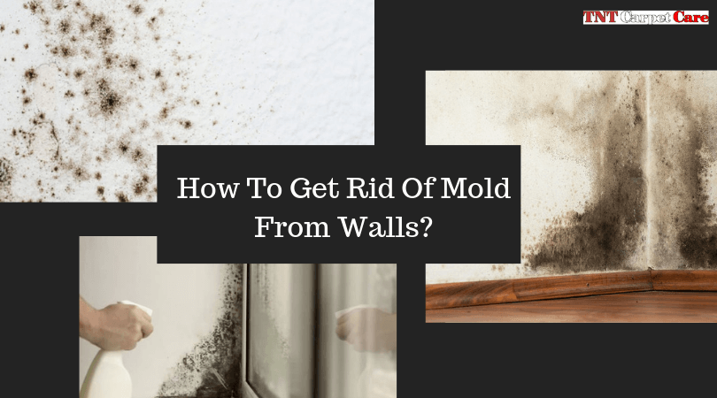 How To Get Rid Of Mold From Walls?