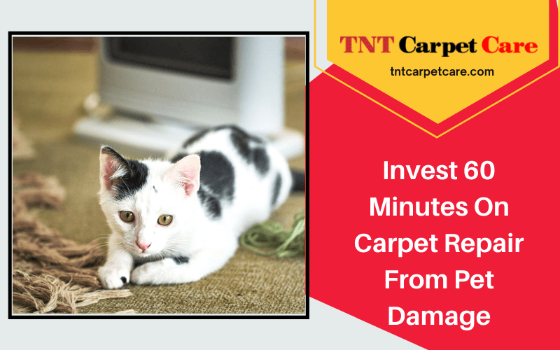 Invest 60 Minutes On Carpet Repair From Pet Damage