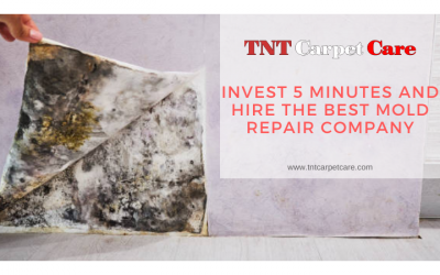 Invest 5 Minutes and Hire The Best Mold Repair Company