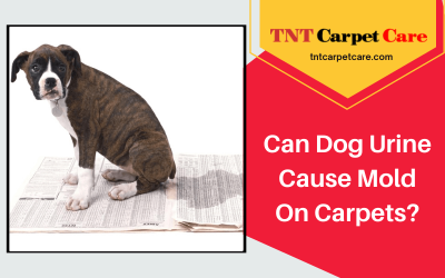 Can Dog Urine Cause Mold On Carpets?