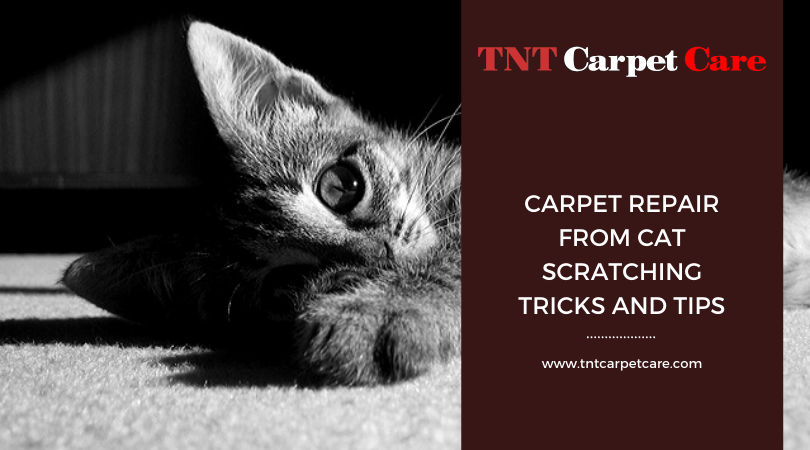Carpet Repair From Cat Scratching Tricks and Tips