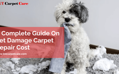 A Complete Guide On Pet Damage Carpet Repair Cost