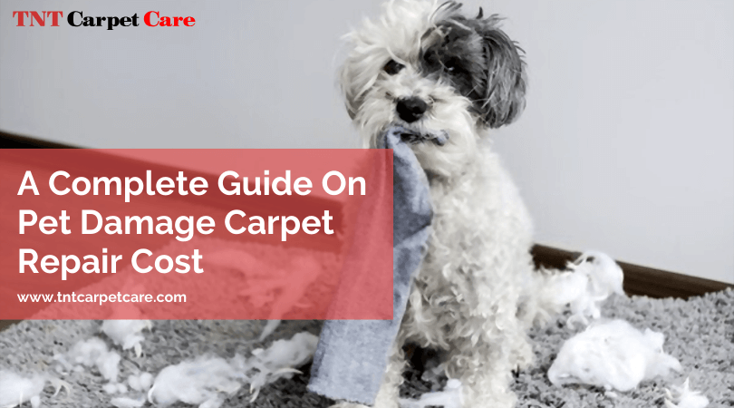 A Complete Guide On Pet Damage Carpet Repair Cost