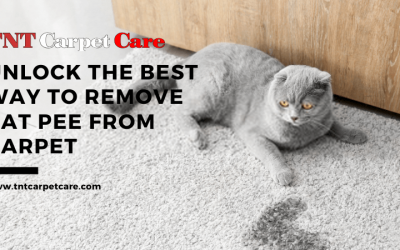 Unlock The Best Way To Remove Cat Pee From Carpet