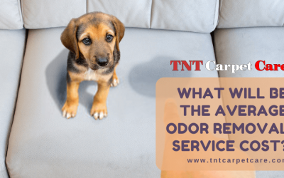 What Will Be The Average Odor Removal Service Cost?