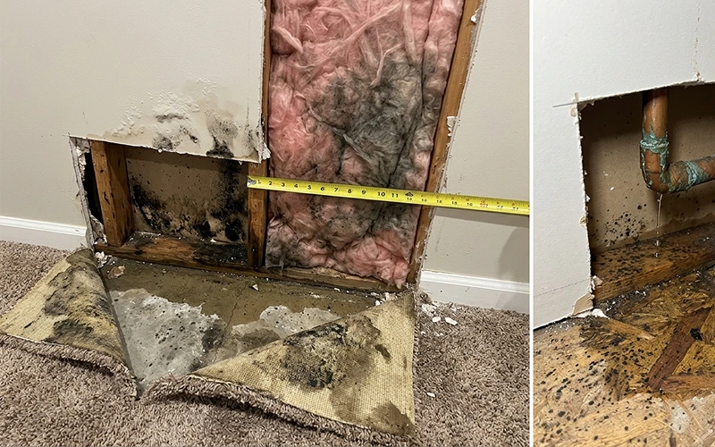 Additional Mold Removal Costs