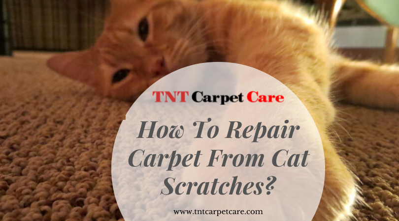 How To Repair Carpet From Cat Scratches? With Infographic