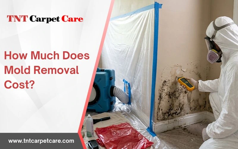 How Much Does Mold Removal Cost?