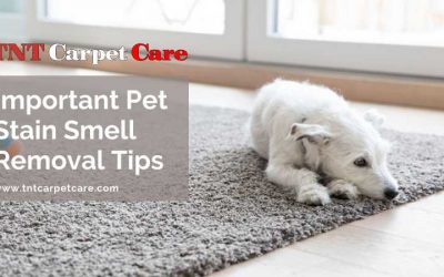 Important Pet Stain Smell Removal Tips