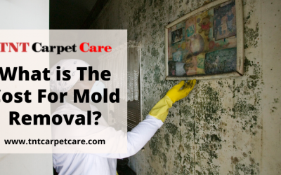 What is The Cost For Mold Removal?