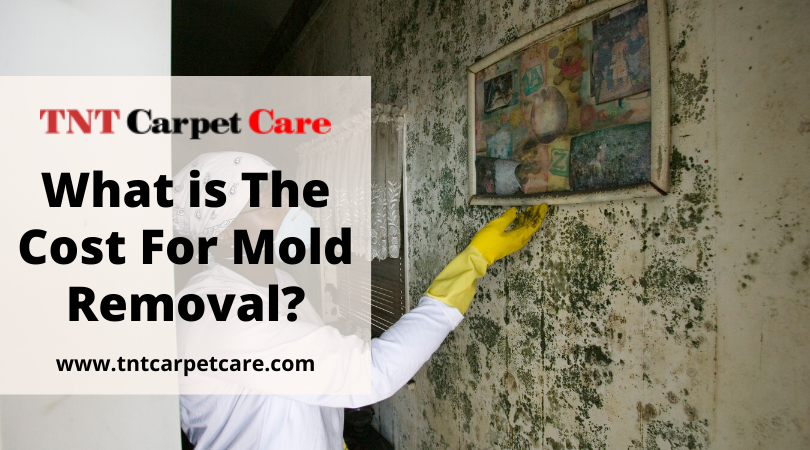 Professional Mold Removal Cost