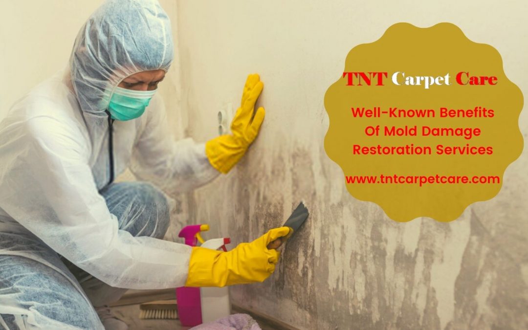 Well-Known Benefits Of Mold Damage Restoration Services