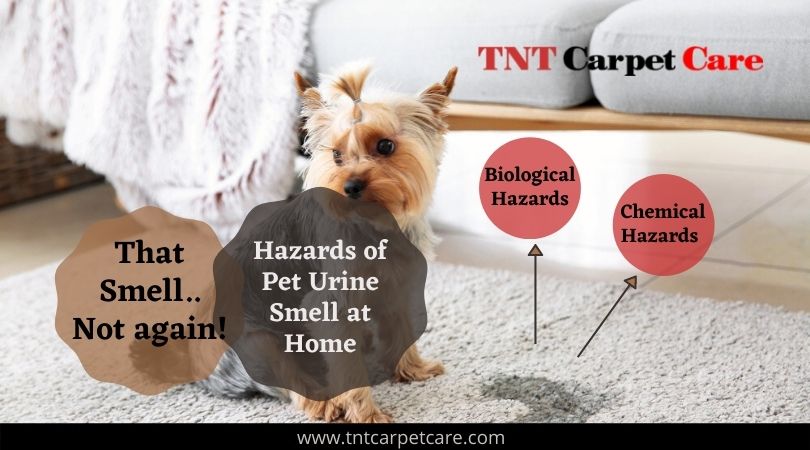 That Smell..Not again! Hazards of Pet Urine Smell at Home