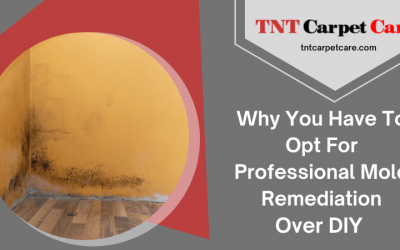 Why You Have To Opt For Professional Mold Remediation Over DIY