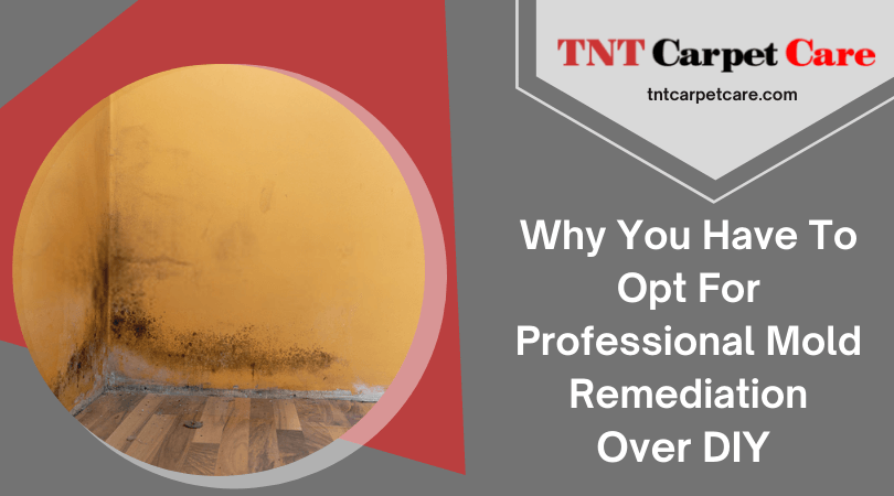Why You Have To Opt For Professional Mold Remediation El Cajon