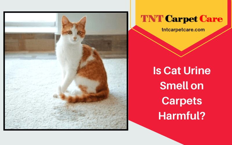 Is Cat Urine Smell on Carpets Harmful?