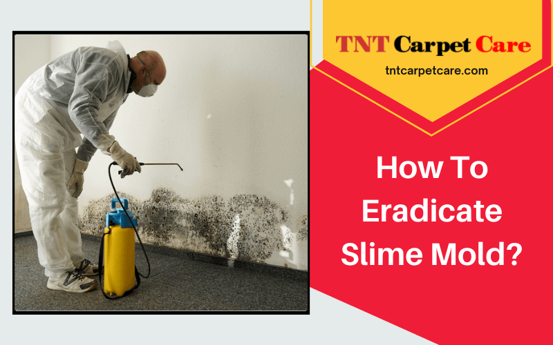 How To Eradicate Slime Mold?