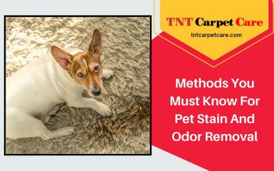 Methods You Must Know For Pet Stain And Odor Removal