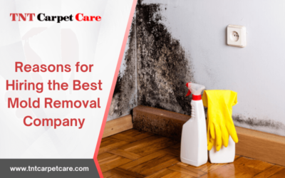 Reasons for Hiring the Best Mold Removal Company