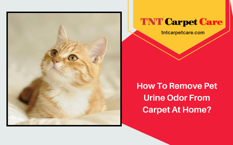 How To Remove Pet Urine Odor From Carpet At Home?
