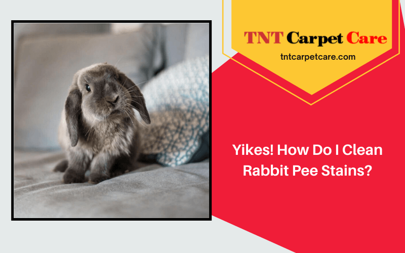 Yikes! How Do I Clean Rabbit Pee Stains?
