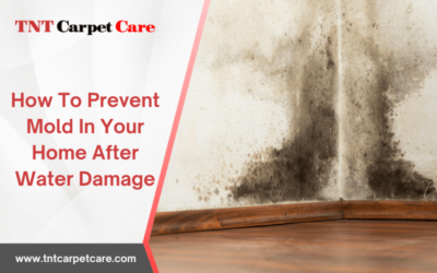 How To Prevent Mold In Your Home After Water Damage