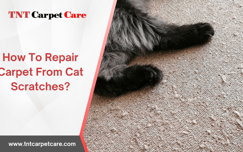 How To Repair Carpet From Cat Scratches
