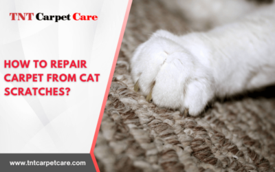 How To Repair Carpet From Cat Scratches?