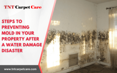 5 Steps to Preventing Mold in Your Property After a Water Damage Disaster