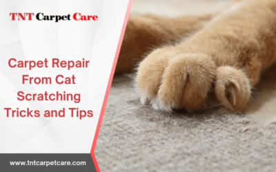 Carpet Repair From Cat Scratching Tricks and Tips