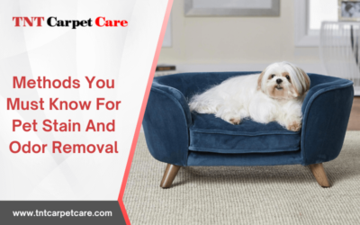 Methods You Must Know For Pet Stain And Odor Removal