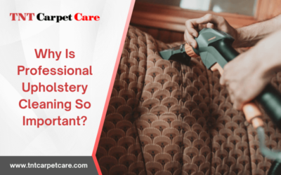 Why Is Professional Upholstery Cleaning So Important?
