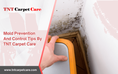 Mold Prevention And Control Tips By Tnt Carpet Care