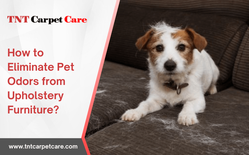 How to Eliminate Pet Odors from Upholstery Furniture?